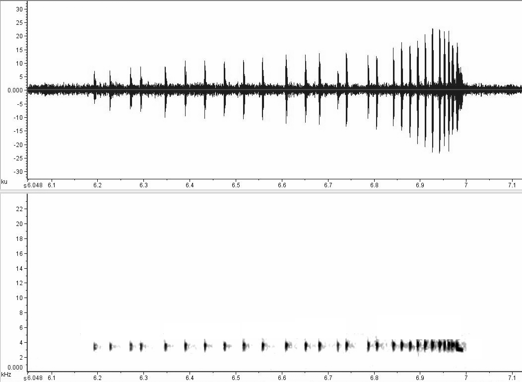 Atelopus hoogmoedi ppbio.inpa.gov.br/inicio